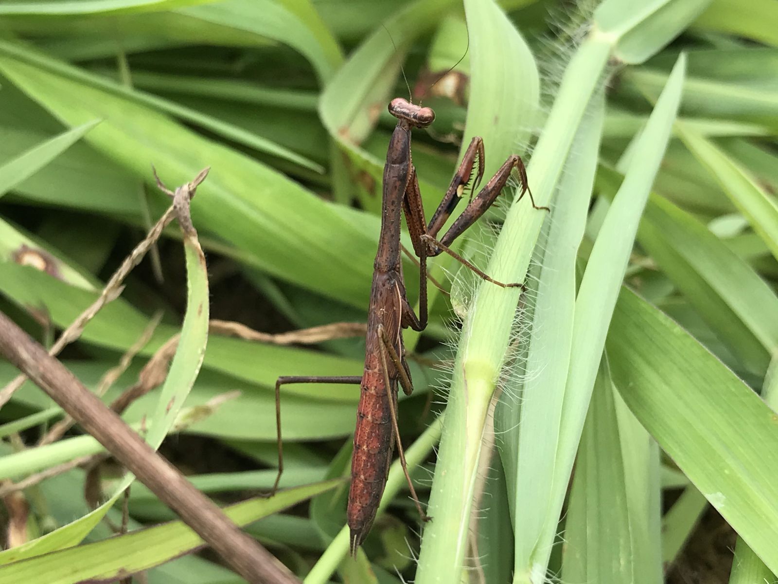 ダリアに集まる虫