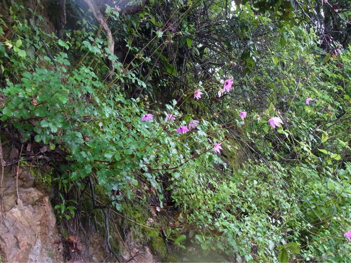 メキシコの岩場で咲く原種のダリア